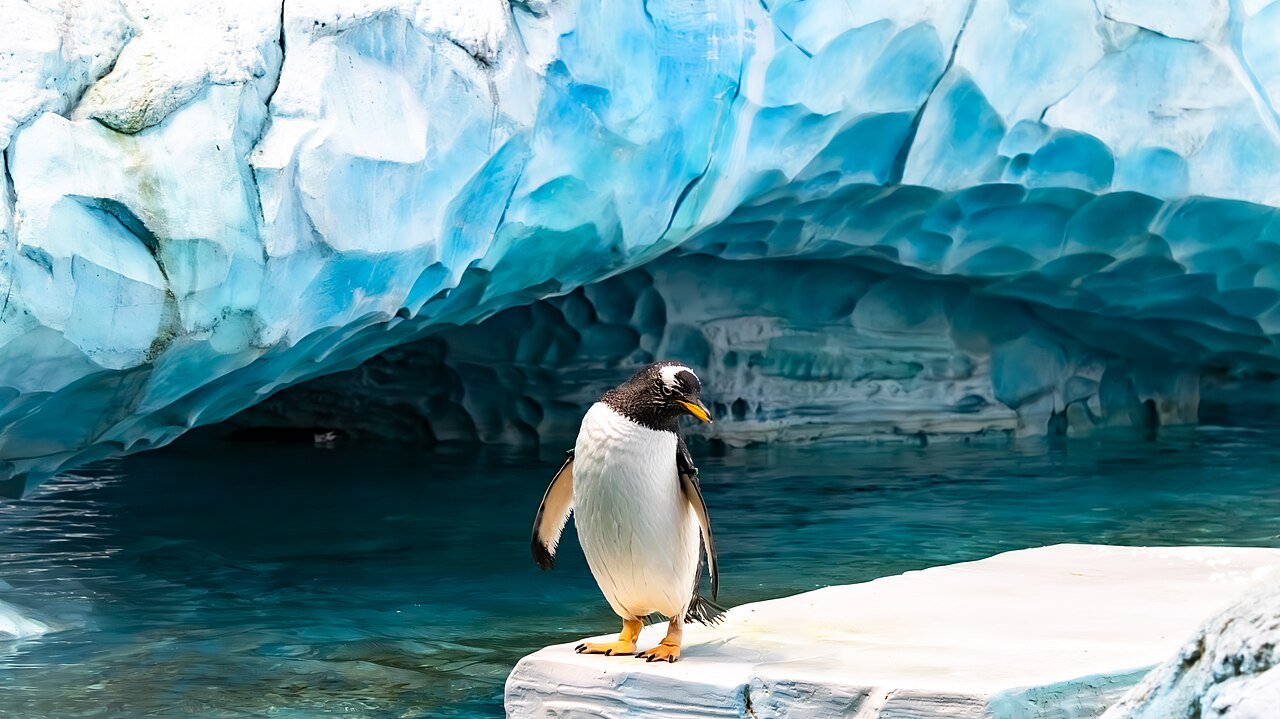 A gentoo penguin on an icy ledge in the Antarctic realm of SeaWorld Abu Dhabi on Yas Island.