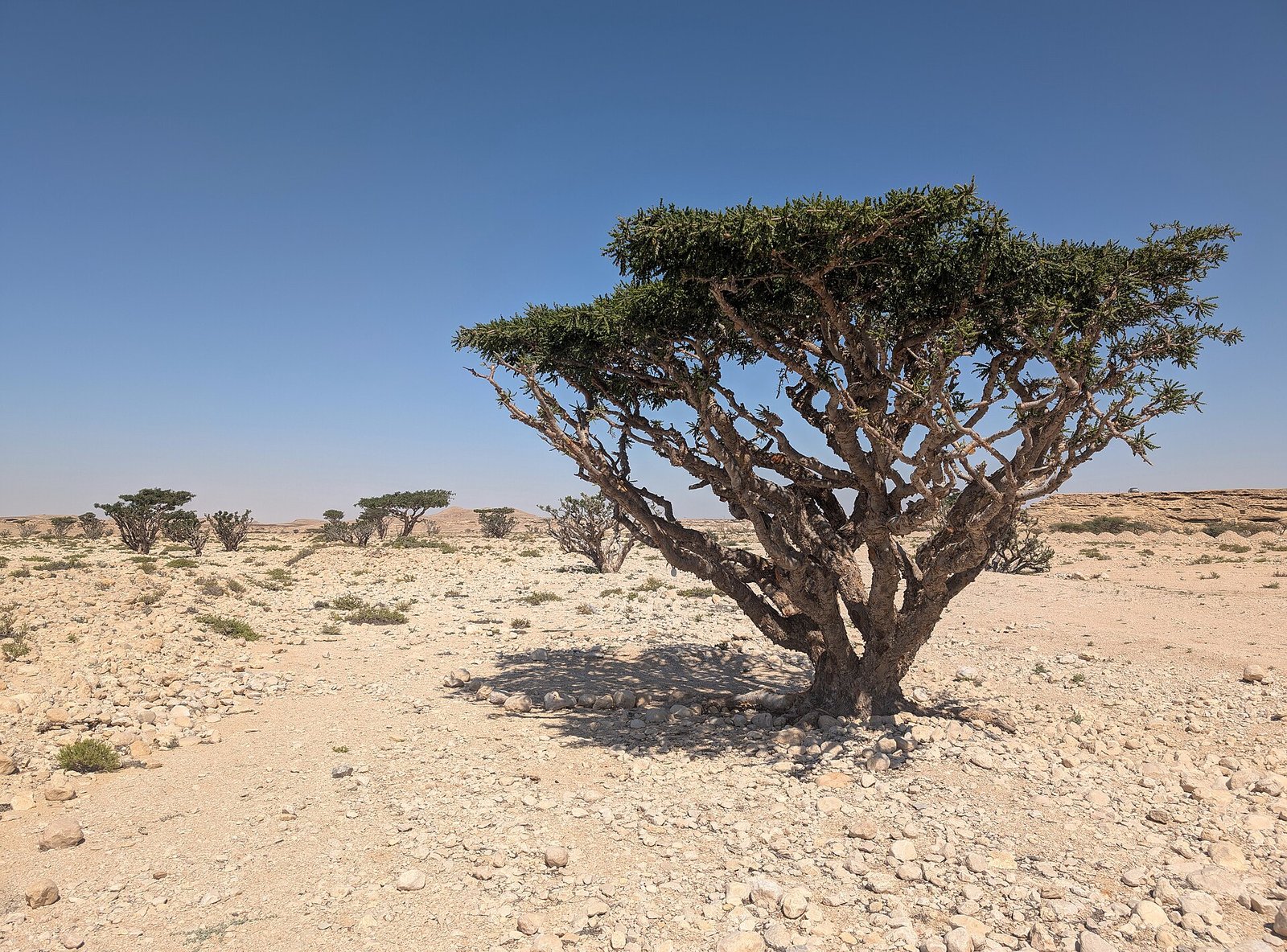 A frankincense tree, Boswellia sacra, in Wadi Dawkah in Dhofar, Oman