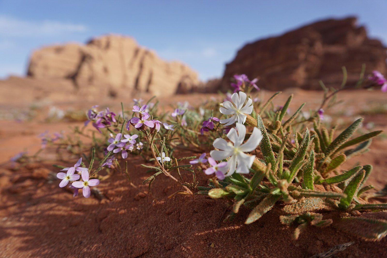 Wildflowers blooming on red sand after spring rain beneath the sandstone mountains of Wadi Rum, Jordan.