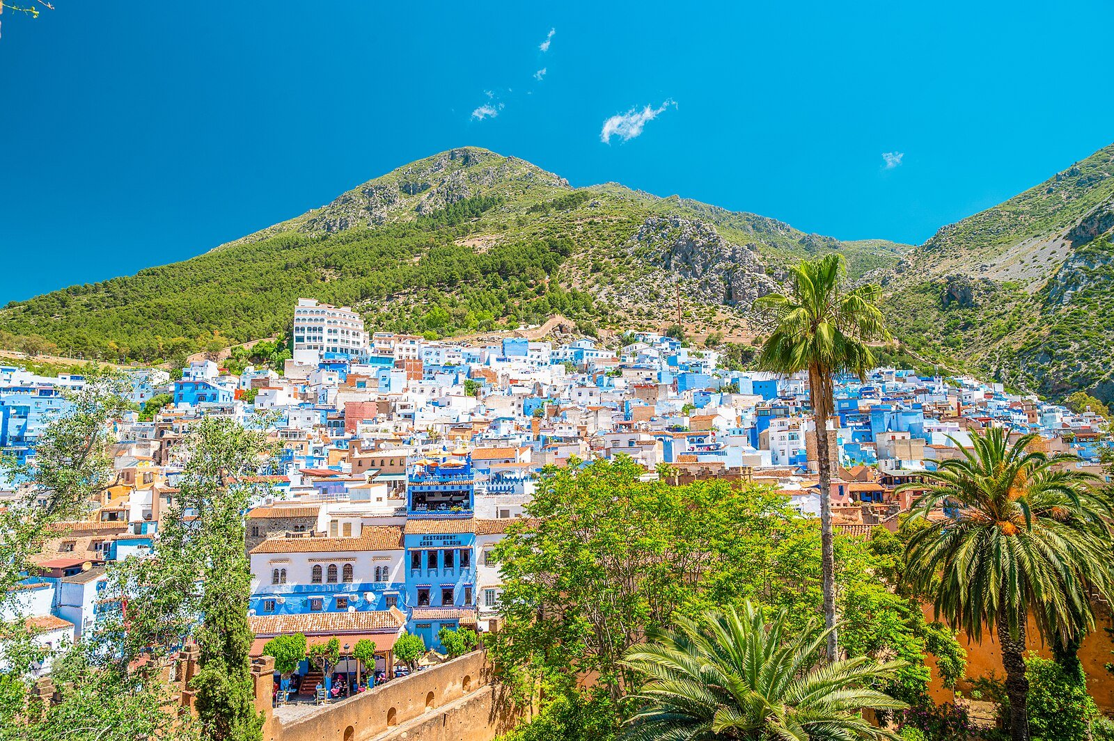 The blue medina of Chefchaouen beneath the green Rif Mountains, framed by palms, seen from the kasbah tower.