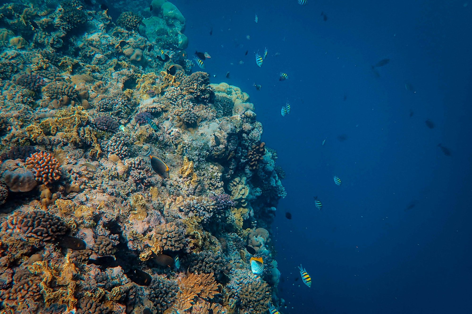 A coral reef wall and tropical fish in the Red Sea