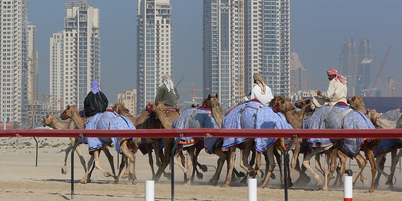 Racing camels in their colored blankets thundering down the track, with the towers of Dubai Marina behind.