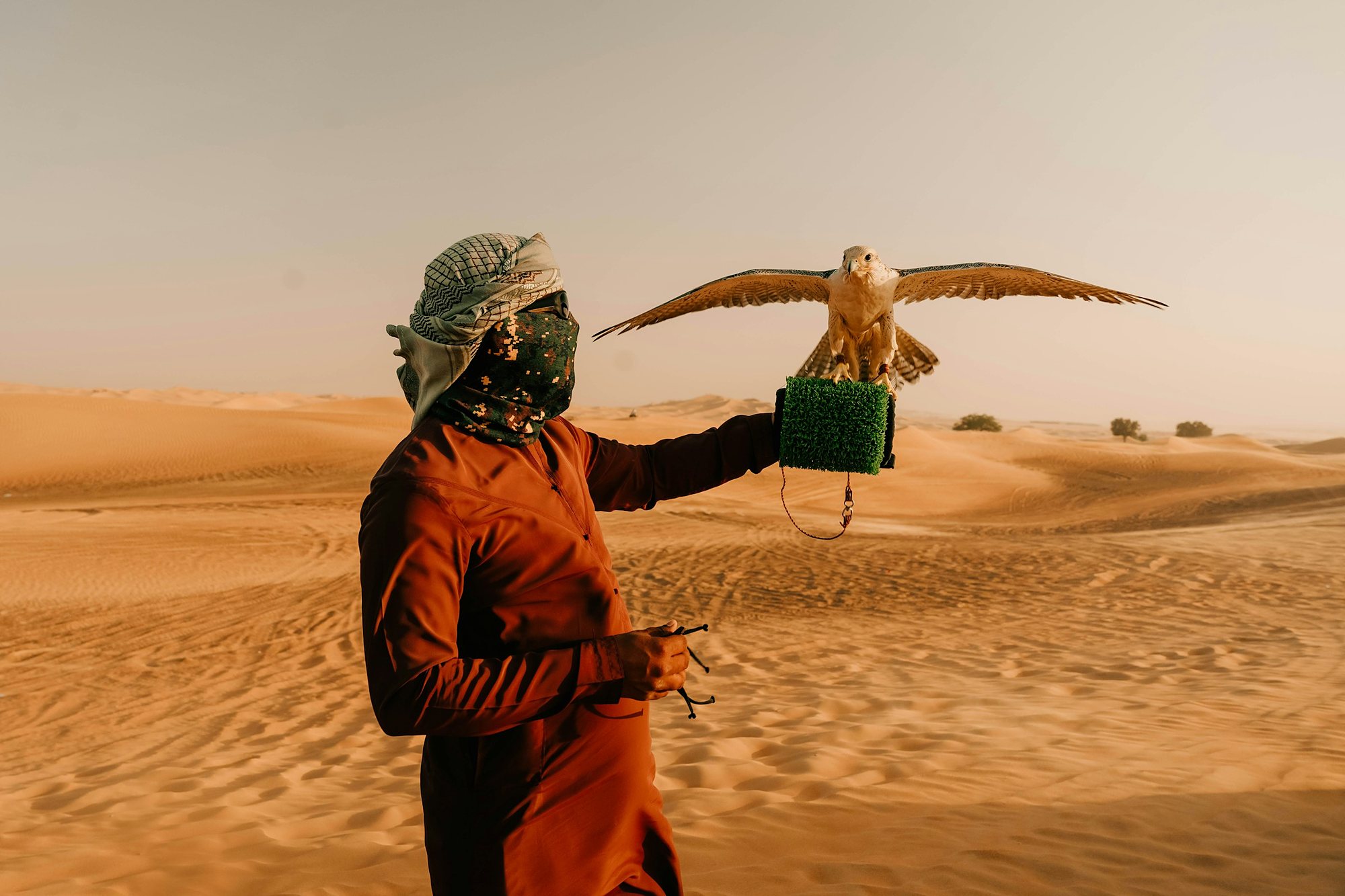 A falcon spreading its wings on its handler’s glove in the desert
