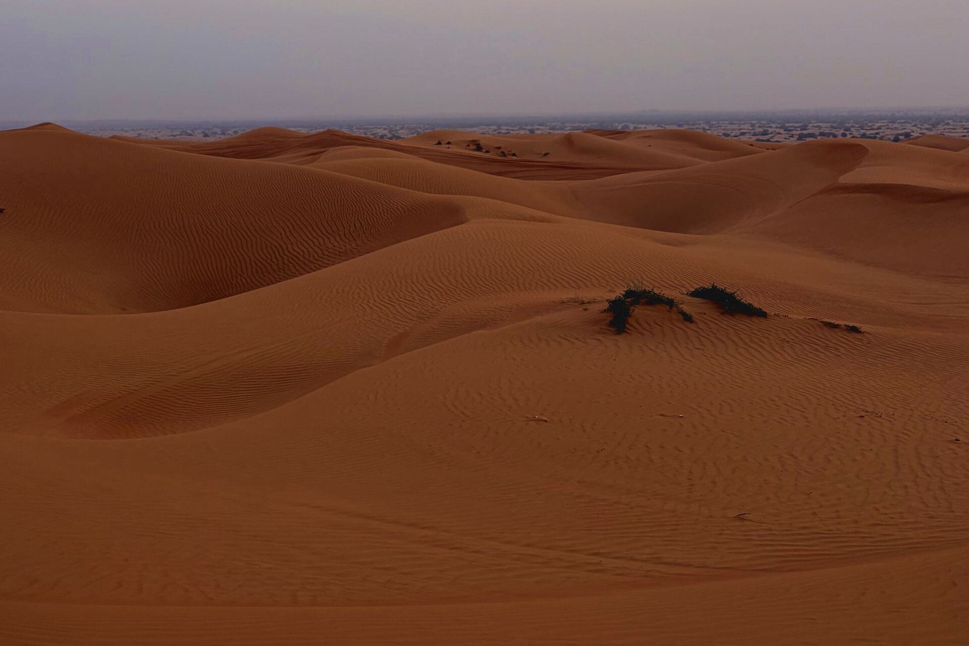 Rolling red dunes of the Arabian desert under a soft evening sky