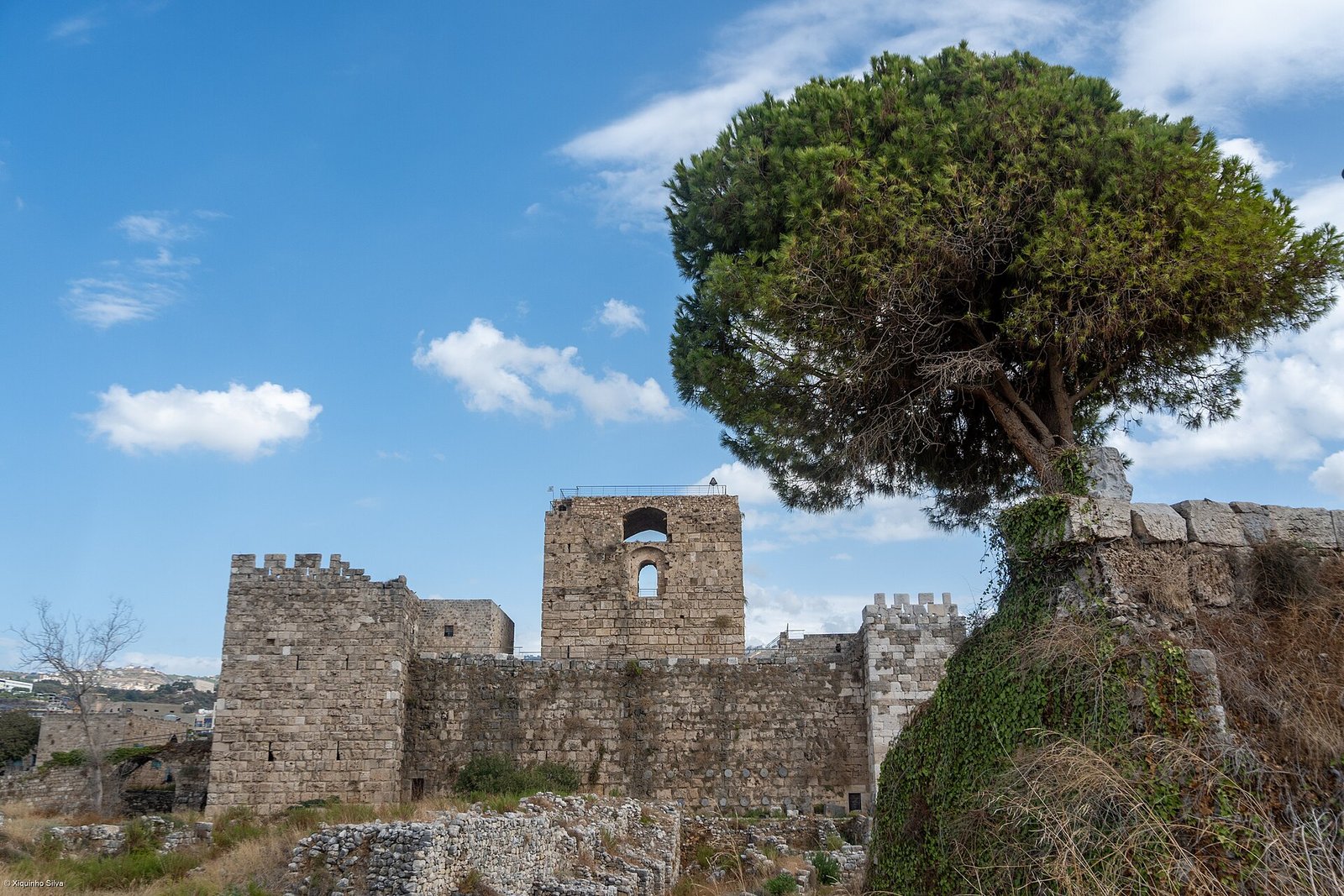 The Crusader castle of Byblos beside a spreading umbrella pine under a blue sky, Lebanon.
