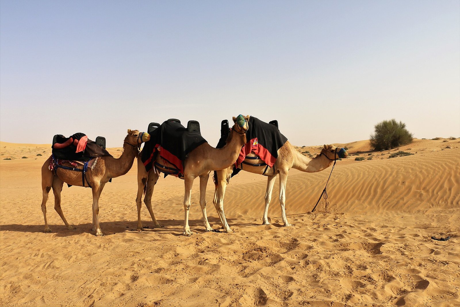 Saddled camels resting on rippled golden dunes in the desert outside Dubai