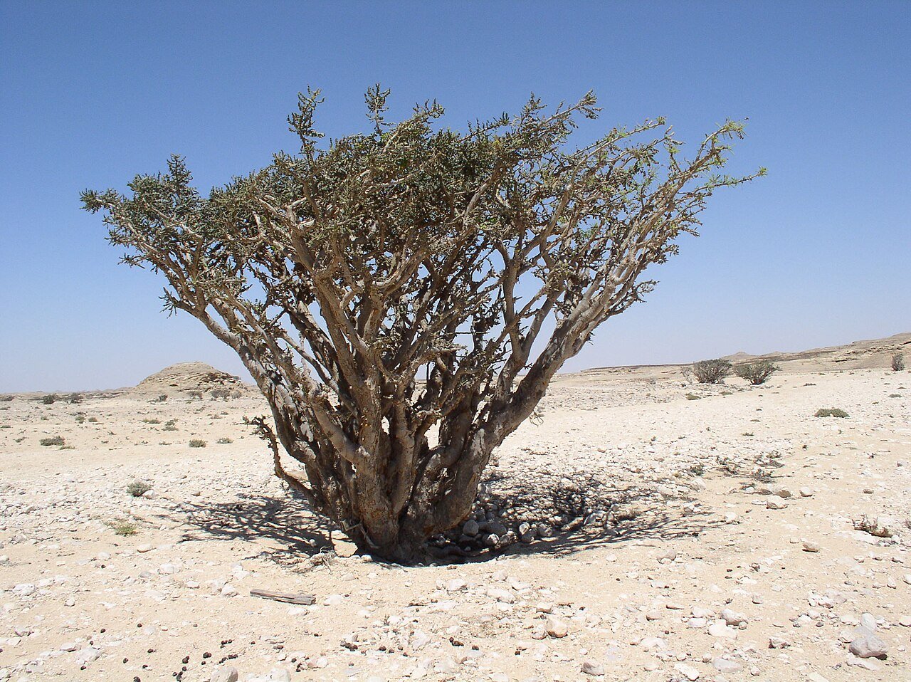 A frankincense tree, Boswellia sacra, rising from the pale stony ground of Wadi Dawkah in Dhofar, Oman.