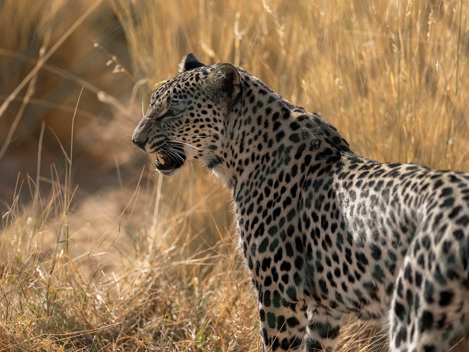 An Arabian leopard standing in golden grass, Saudi Arabia.