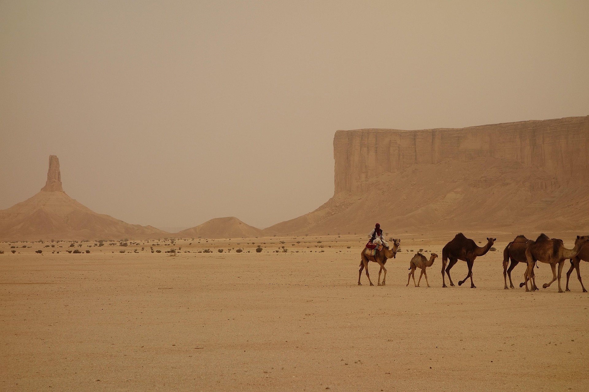 A camel caravan crossing the desert below sandstone cliffs in northern Saudi Arabia