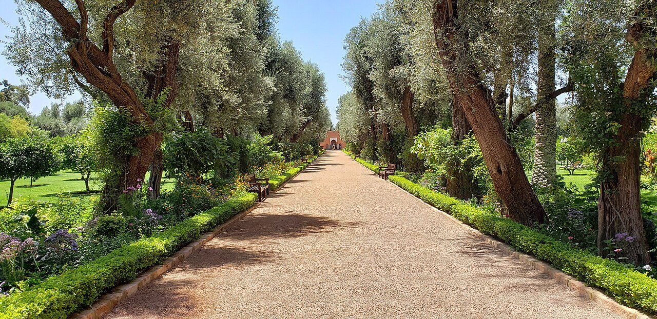 An olive-lined garden walk with clipped hedges and flowers in the grounds of La Mamounia, Marrakech.