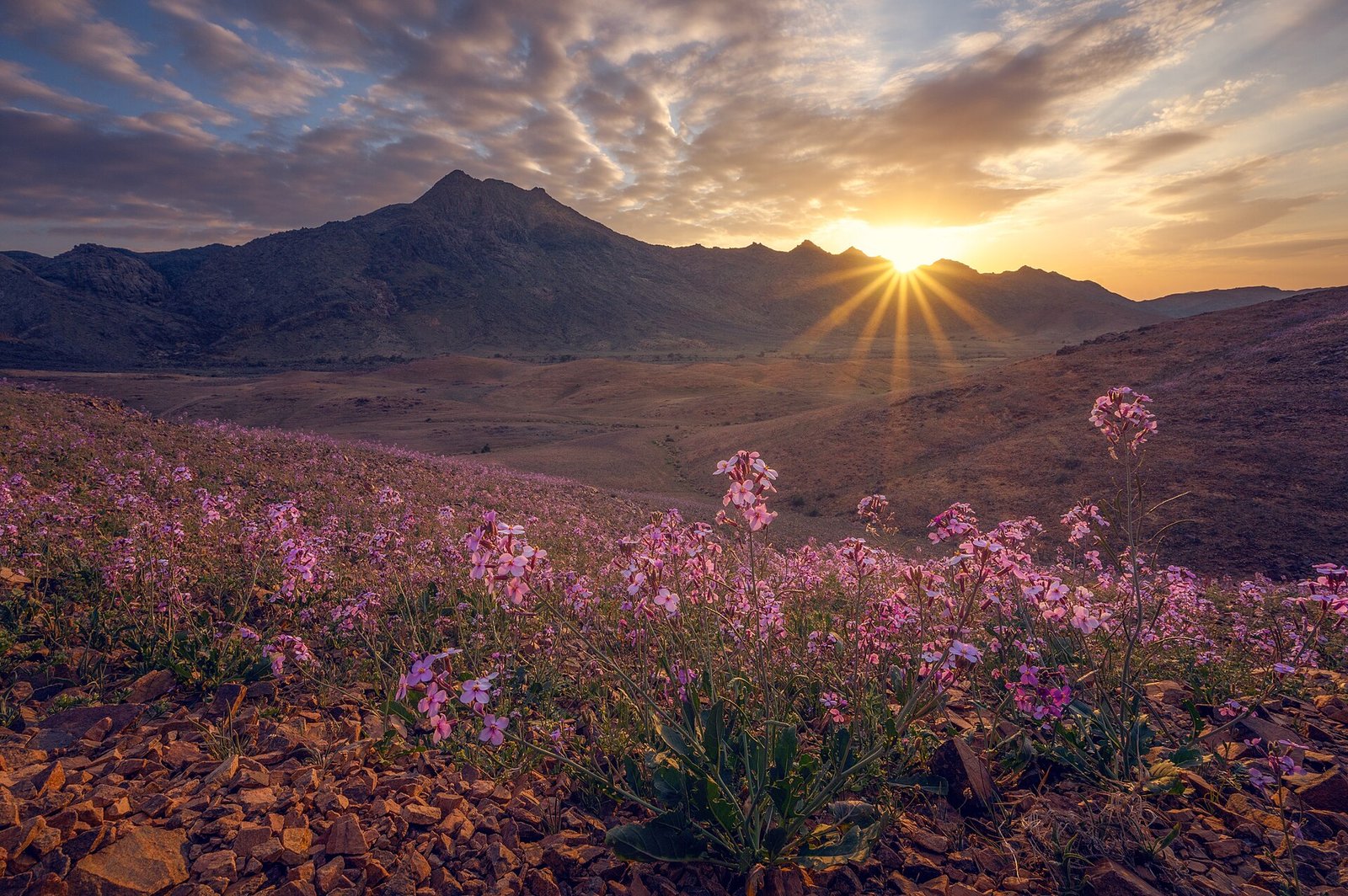 Wildflowers carpet the foothills of the Aja Mountains near Hail as the sun sets behind the peaks.