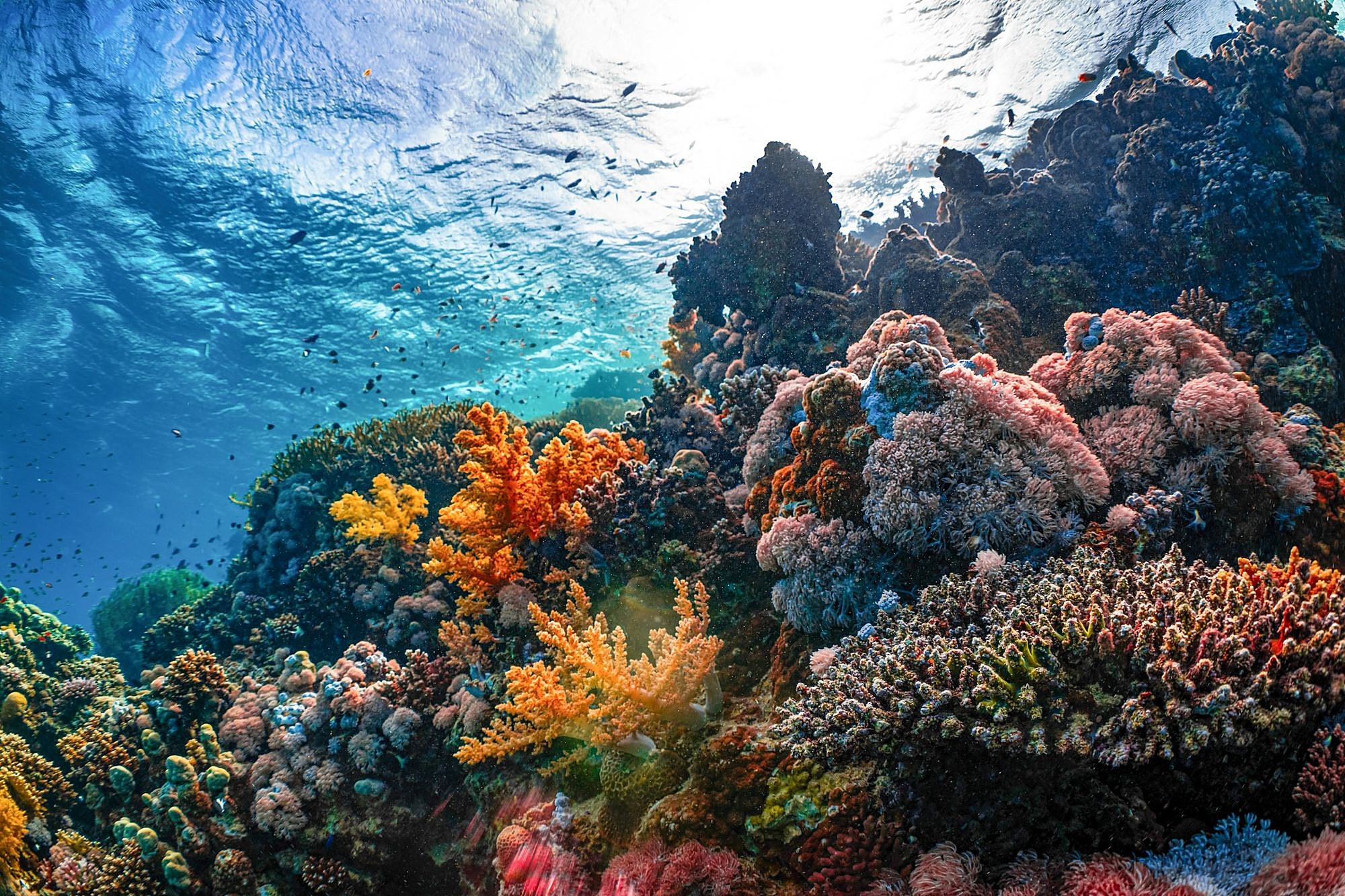 A vivid coral reef in orange, pink and blue beneath sunlit water, with shoals of small fish