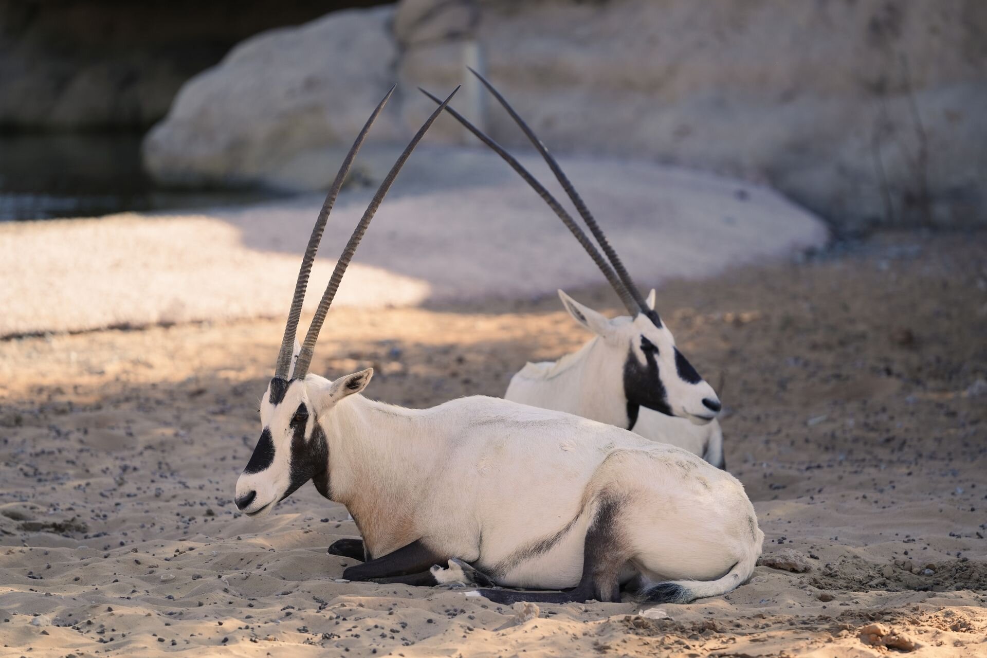 Two Arabian oryx resting in the shade