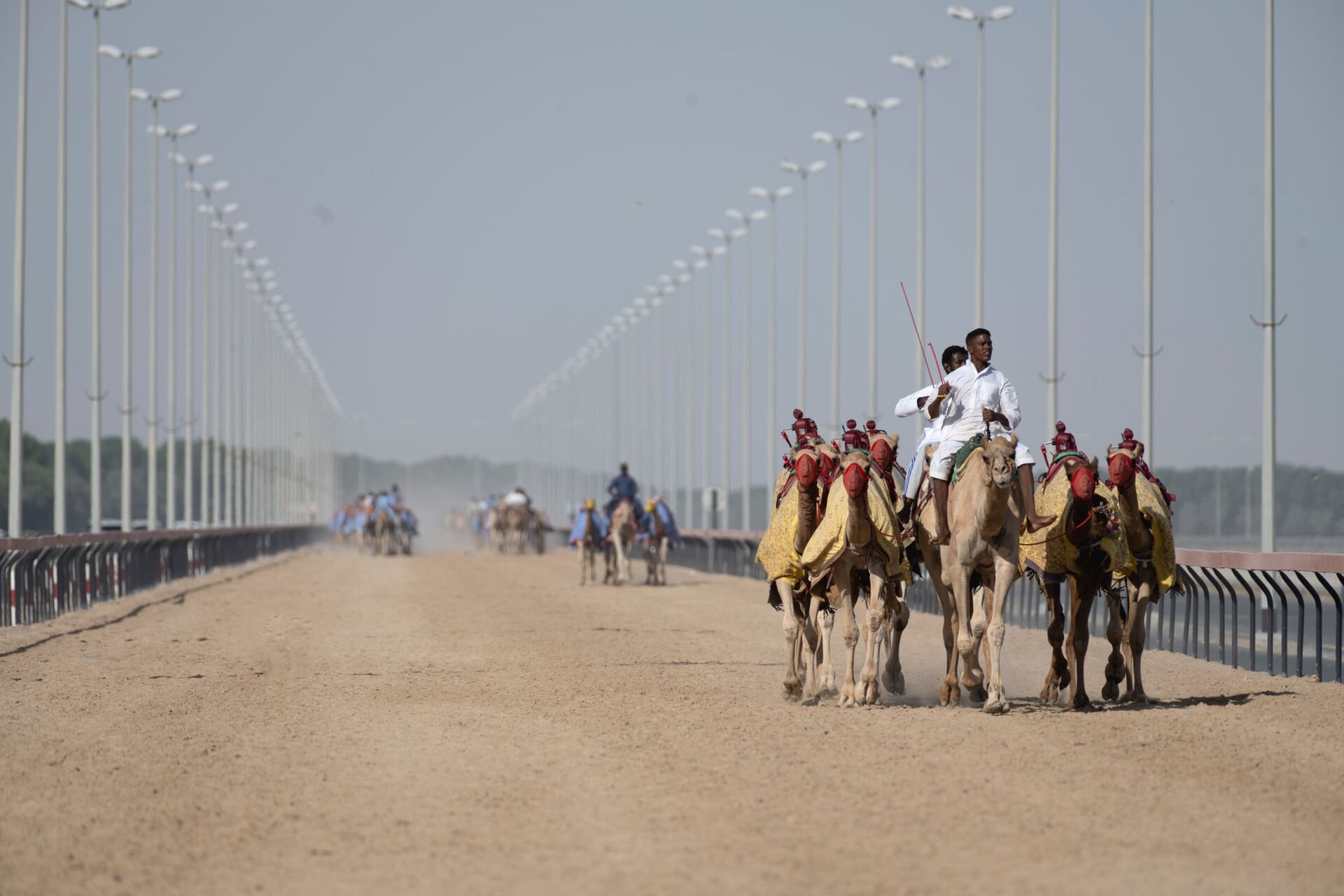 Racing camels in their colors on the track, UAE