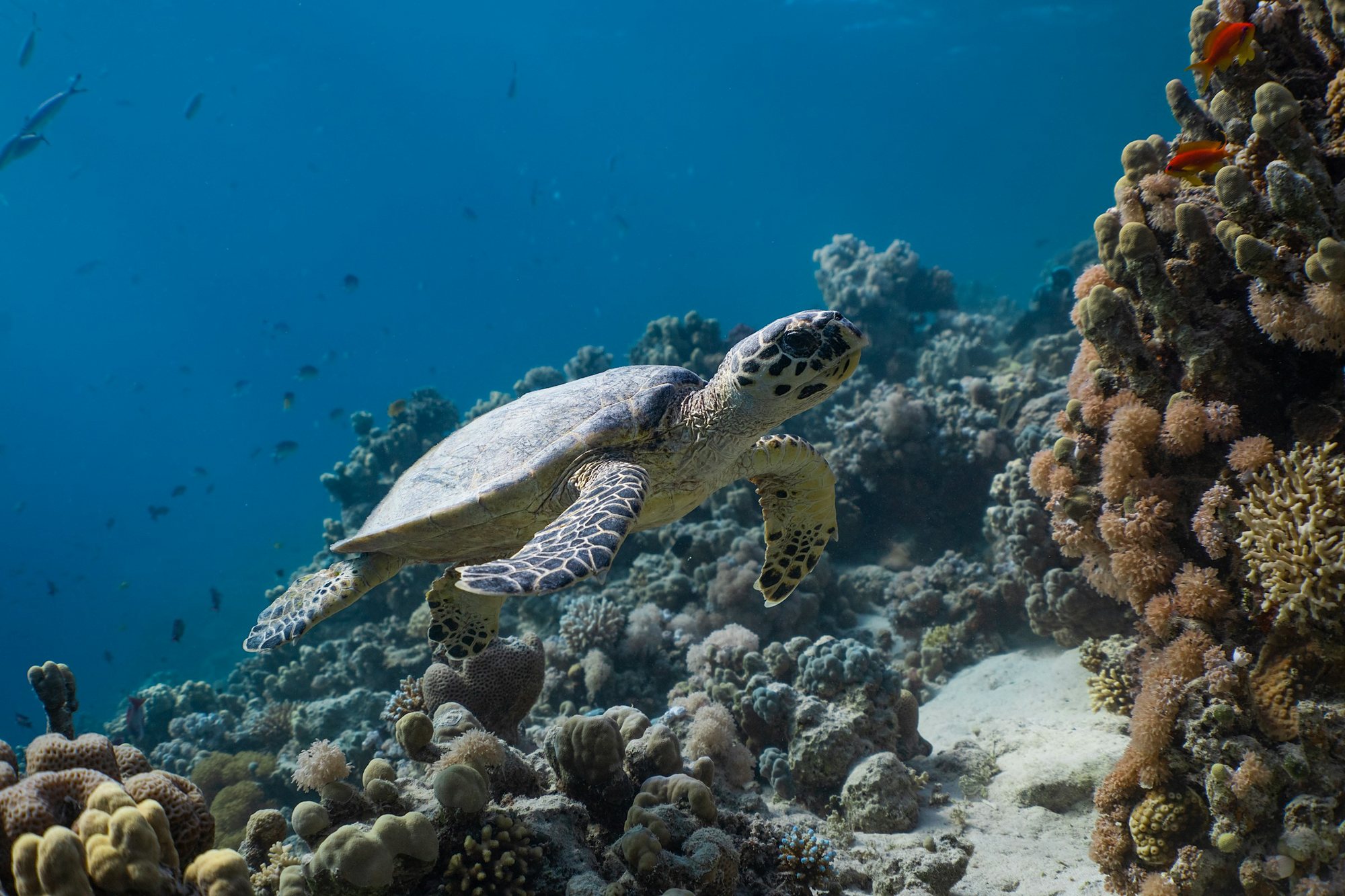 A hawksbill turtle over a coral reef in the Saudi Red Sea