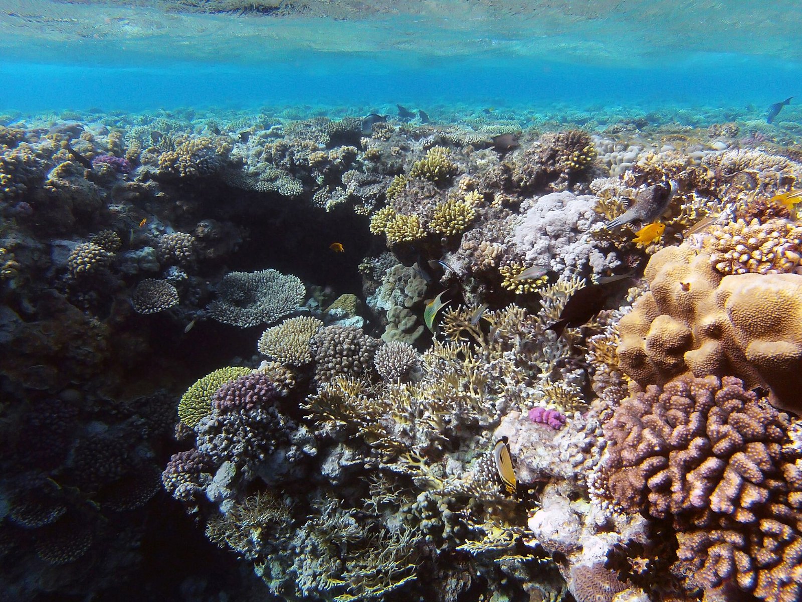Living hard corals crowd a shallow reef in Ras Mohammed National Park in the Red Sea, Egypt.